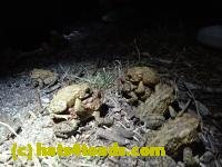 /home//u458753944/public_html/sourcegallery///////Roxborough Toad Detour/2013-2019/2017/P4110710.JPG